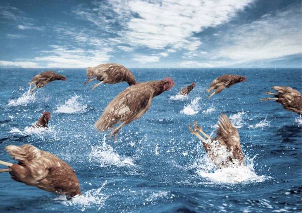 Photograph Gonzalo Puertas Chickens on One Eyeland