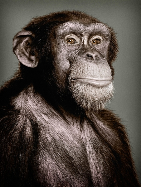 Photograph Glen Wexler Chimp on One Eyeland