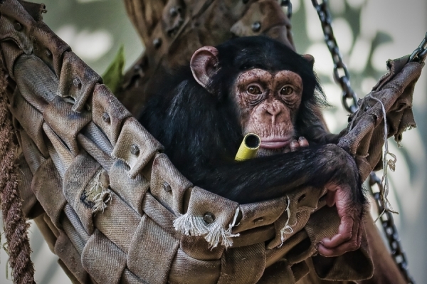 Photograph Stefan Nielsen Chimpbaby on One Eyeland