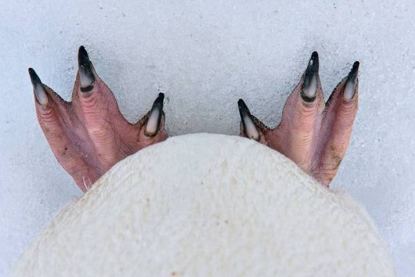 Photograph Michael Poliza Chinstrap Penguin Feet on One Eyeland
