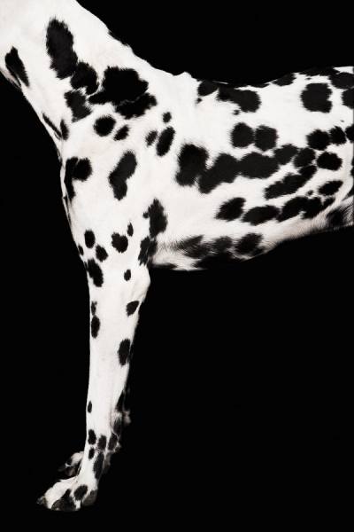 Photograph Tim Platt Close Up Of Dalmation Dog on One Eyeland