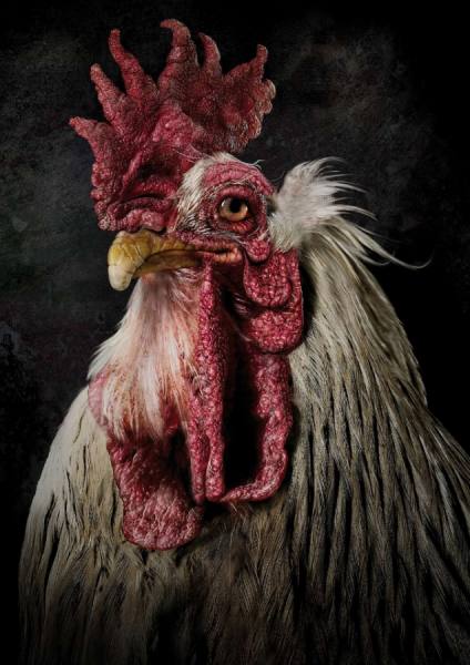Photograph Garrigosa  Cock on One Eyeland
