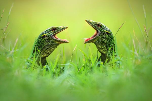Photograph Shikhei Goh Communication on One Eyeland