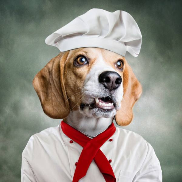 Photograph Anna Bodnar Cool Dogs Beagle on One Eyeland