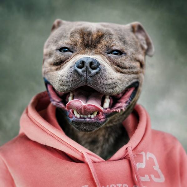 Photograph Anna Bodnar Cool Dogs Staffie on One Eyeland