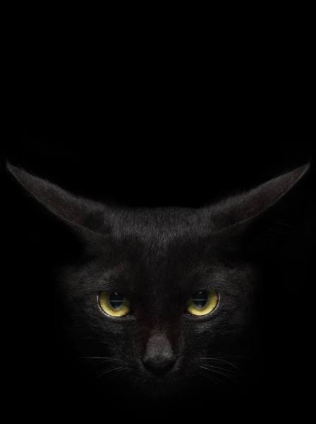 Photograph Vinoth Chandrasekaran Copy Cat on One Eyeland