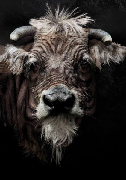 Photograph Garrigosa  Cow on One Eyeland
