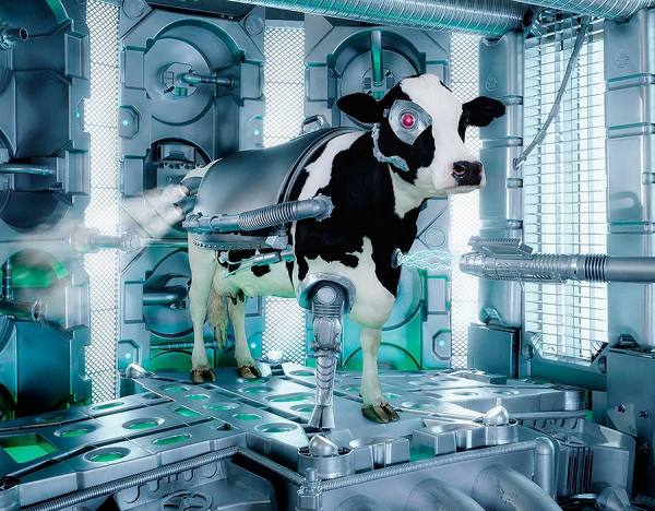 Photograph Glen Wexler Cowborg on One Eyeland