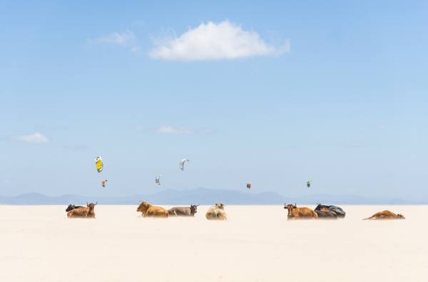 Photograph Andrew Lever Cows And Kites on One Eyeland