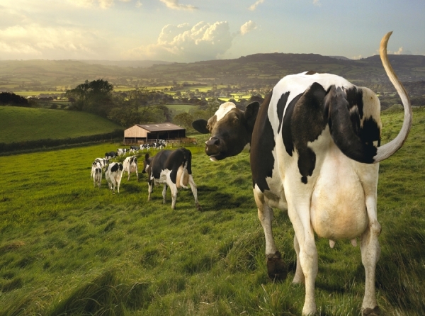 Photograph Colin Thomas Cows In A Queue on One Eyeland