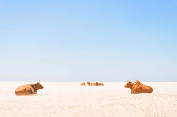 Photograph Andrew Lever Cows Sunbathing On Beach on One Eyeland