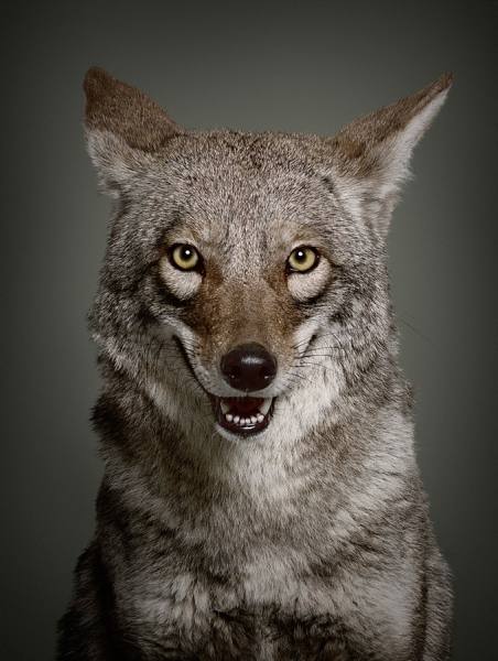 Photograph Glen Wexler Coyote on One Eyeland