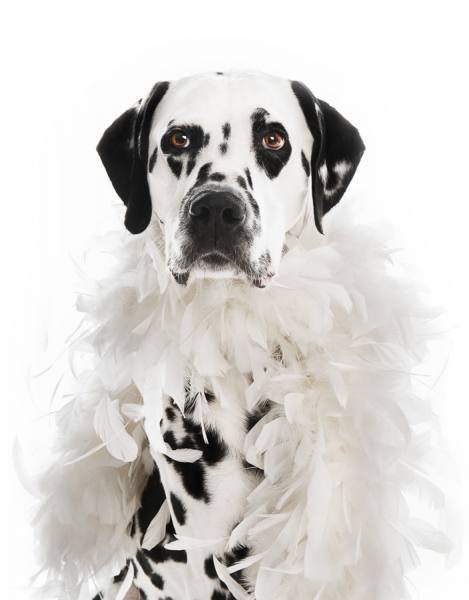 Photograph Tim Platt Dalmation Dog Wearing A Feather Boa on One Eyeland