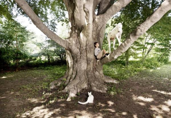 Photograph William Huber Dane In Tree on One Eyeland