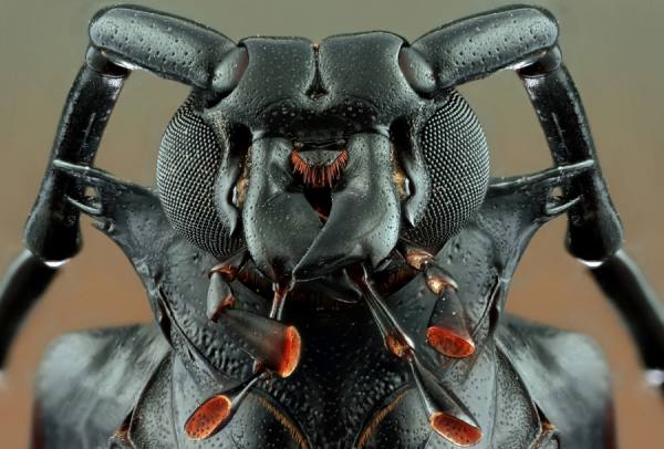 Photograph Shikhei Goh Dark Warrior on One Eyeland