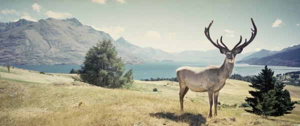 Photograph Adrian Lander Deer on One Eyeland