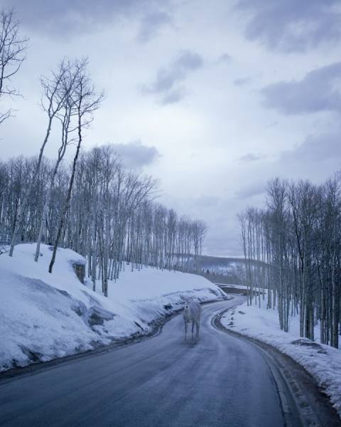 Photograph Eric Prine Deer On Road on One Eyeland