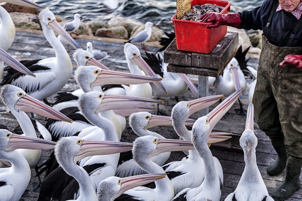 Photograph Mauro Risch Dinner Time on One Eyeland
