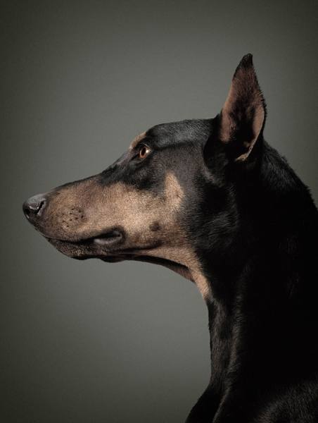Photograph Glen Wexler Doberman on One Eyeland