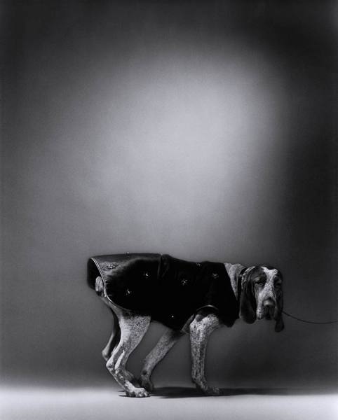 Photograph Jonathan Knowles Dog on One Eyeland