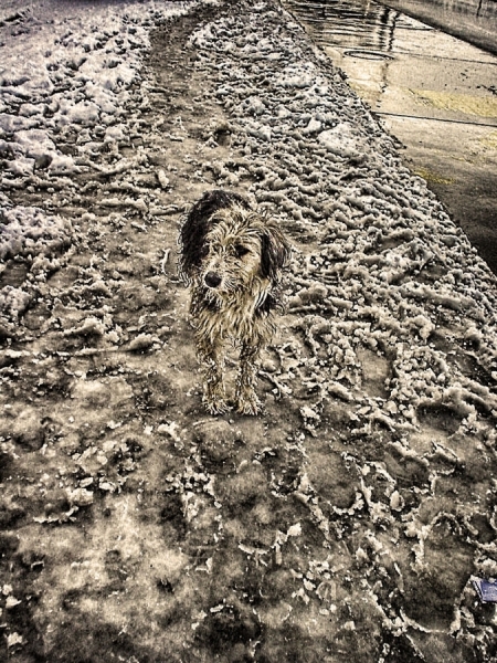 Photograph Stefan Amer Snow Dog on One Eyeland