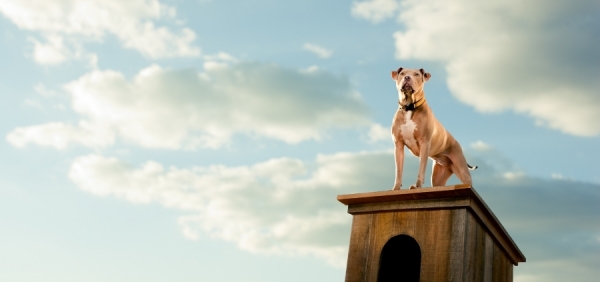 Photograph Charles Harris Doghouse on One Eyeland