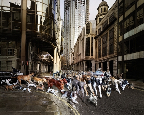 Photograph George Kavanagh Dogs on One Eyeland