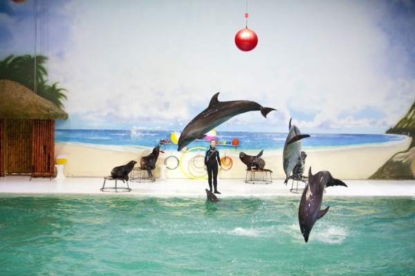 Photograph Sumesh Senan Dolphins on One Eyeland