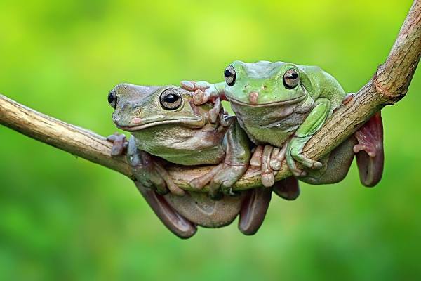 Photograph Iwan Susanto Duet Frog on One Eyeland