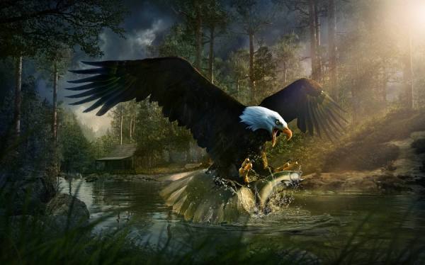 Photograph Chris Clor Eagle on One Eyeland