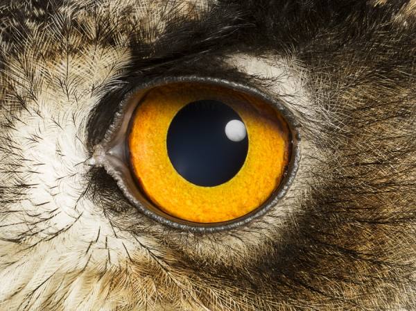 Photograph Jonathan Knowles Eagle Owl With Moon Reflection In Eye on One Eyeland