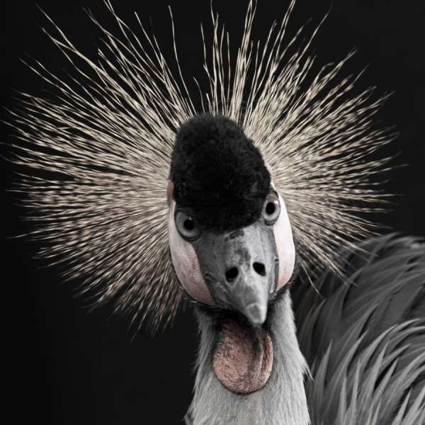 Photograph Lennette Newell East African Crown Crane on One Eyeland