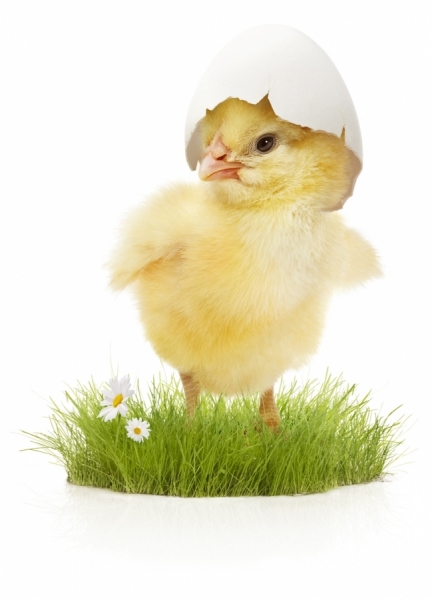 Photograph Jefunne Gimpel Easter Chick on One Eyeland