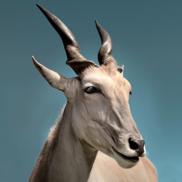 Photograph David Boni Eland on One Eyeland