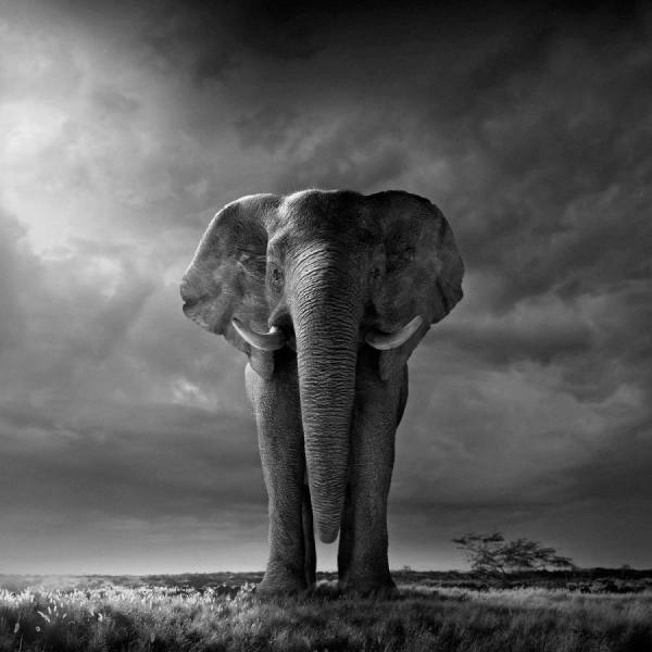 Photograph Chris Clor Elephant on One Eyeland