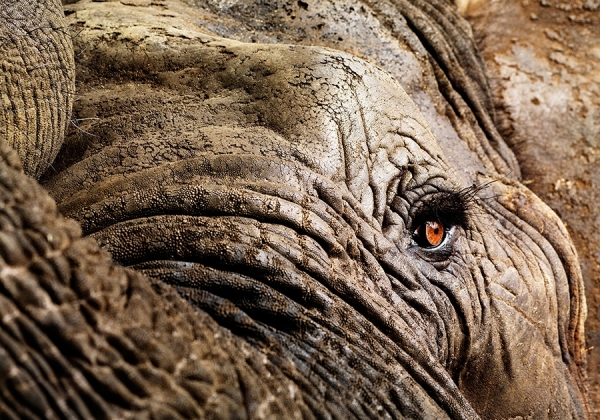 Photograph Lennette Newell Elephant Eye on One Eyeland