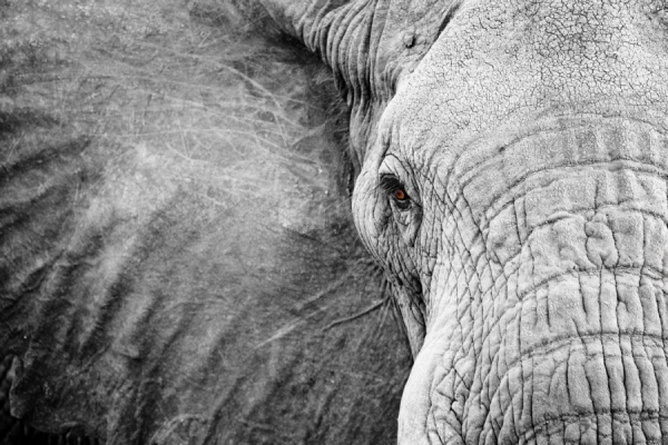 Photograph Robin Moore Elephant Eye on One Eyeland