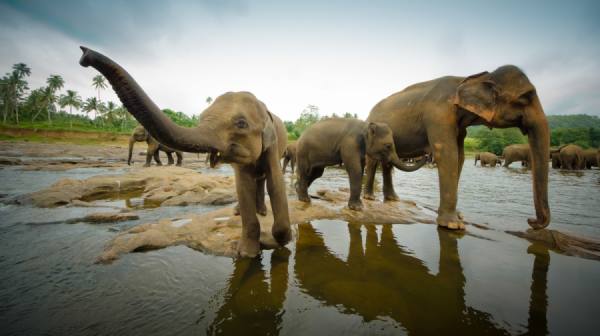 Photograph David Taylorbramley Elephant Family on One Eyeland