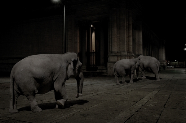 Photograph Winkler Noah Elephants on One Eyeland
