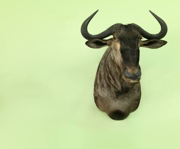 Photograph Jens Lucking Elk on One Eyeland