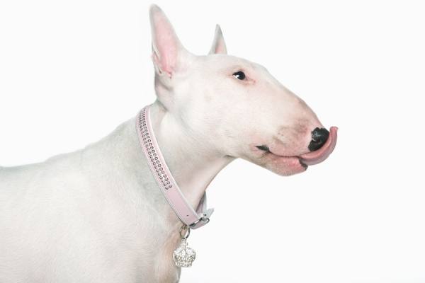 Photograph Tim Platt English Bull Terrier on One Eyeland