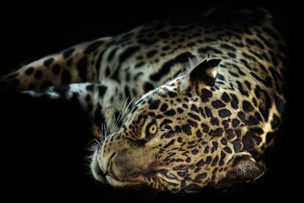 Photograph Thomas Zechmeister Eye Of The Leopard on One Eyeland