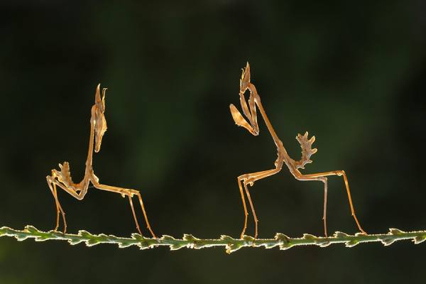 Photograph Mehmet Karaca F I G H T on One Eyeland
