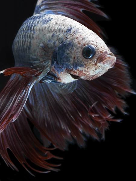 Photograph Anh Ho Fancy Halfmoon Fighting Fish on One Eyeland