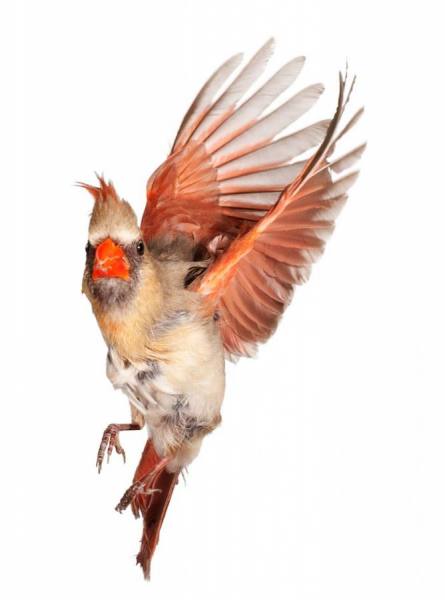 Photograph Paul Nelson Female Cardinal on One Eyeland