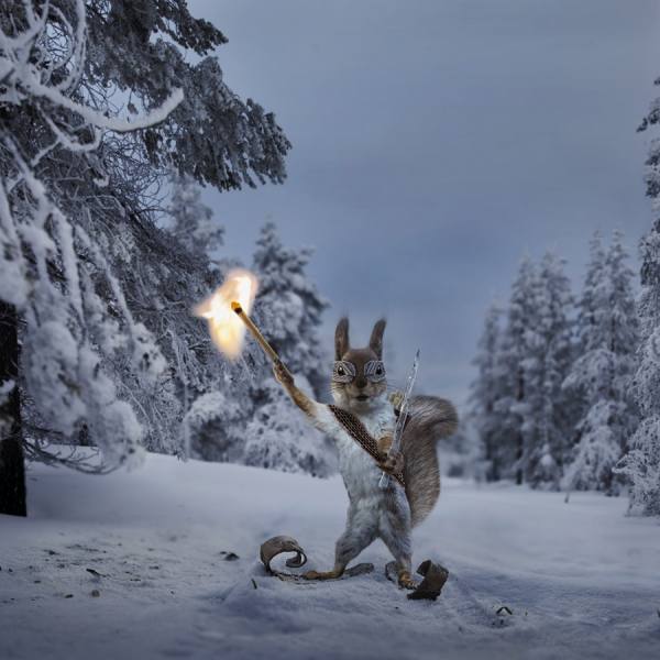 Photograph Jefunne Gimpel Finnish Ninja Squirrel In Winterwonderland on One Eyeland