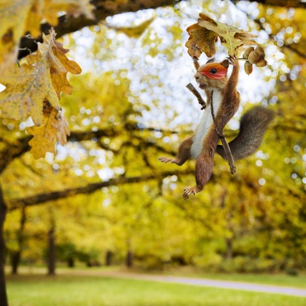 Photograph Jefunne Gimpel Finnish Ninja Squirrel On The Go on One Eyeland
