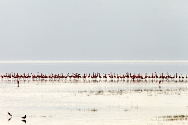 Photograph Rudi Sebastian Flamingos At Lake Nakuru on One Eyeland