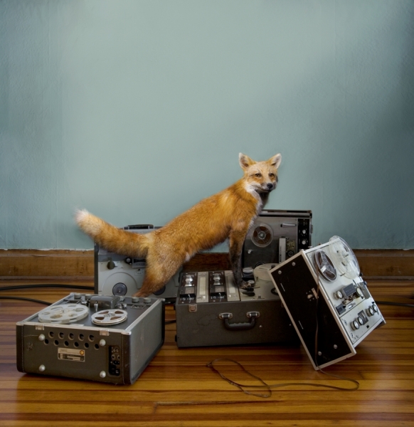 Photograph Todd Baxter Fox And Reel To Reels on One Eyeland
