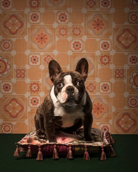 Photograph Tim Platt Frenchie Bulldog on One Eyeland